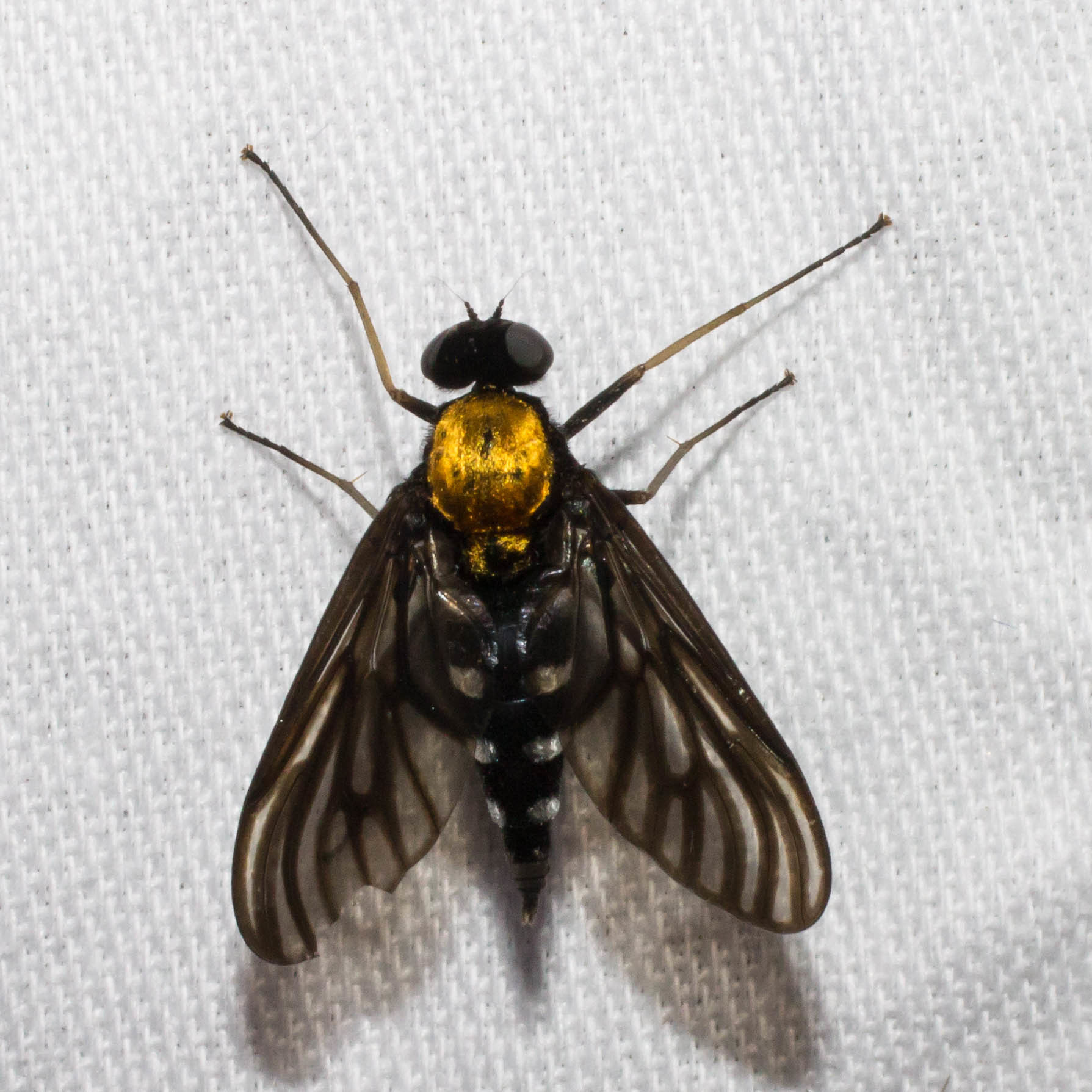 Maryland Biodiversity Project - Golden-backed Snipe Fly