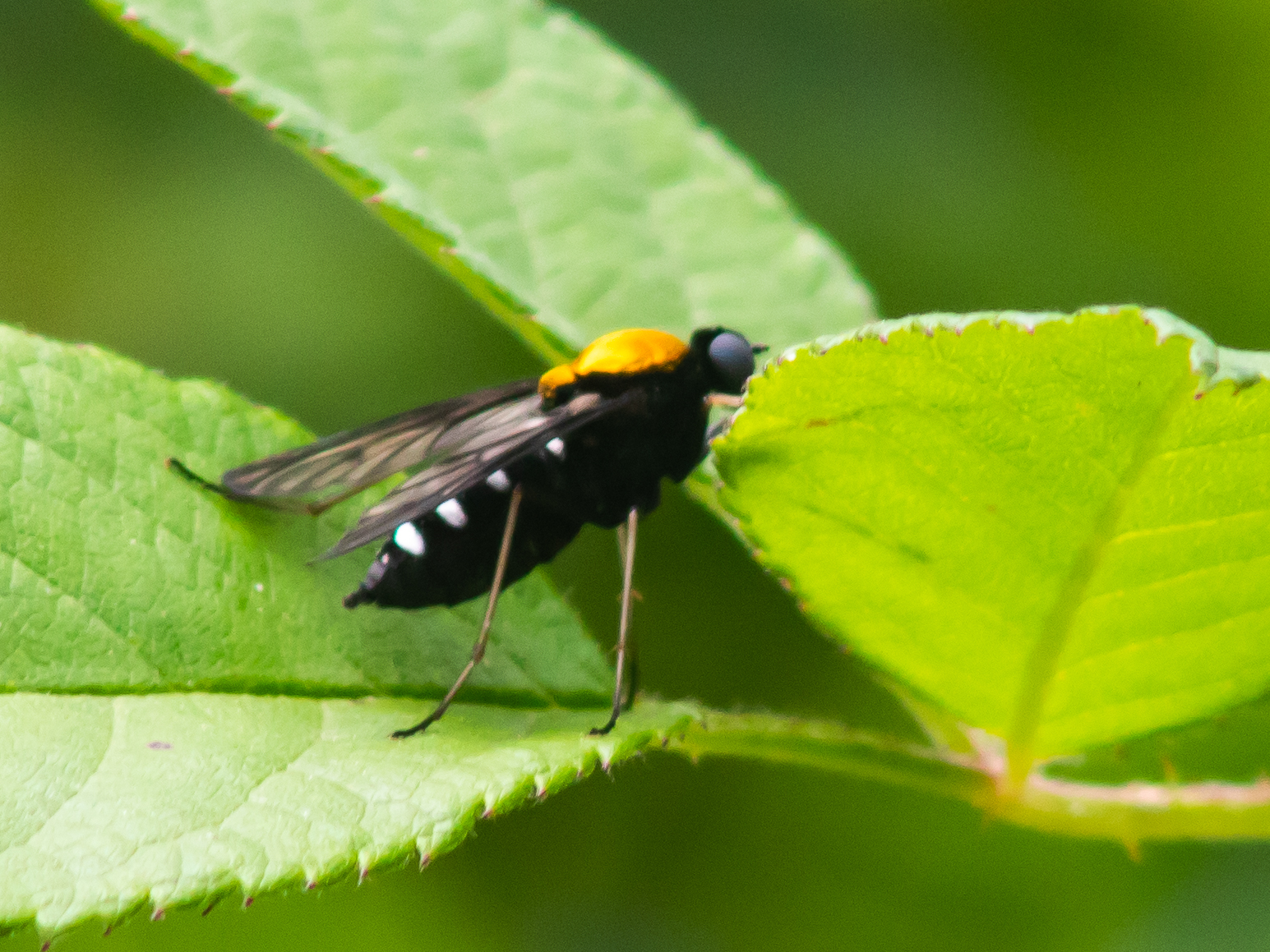 Maryland Biodiversity Project - Golden-backed Snipe Fly