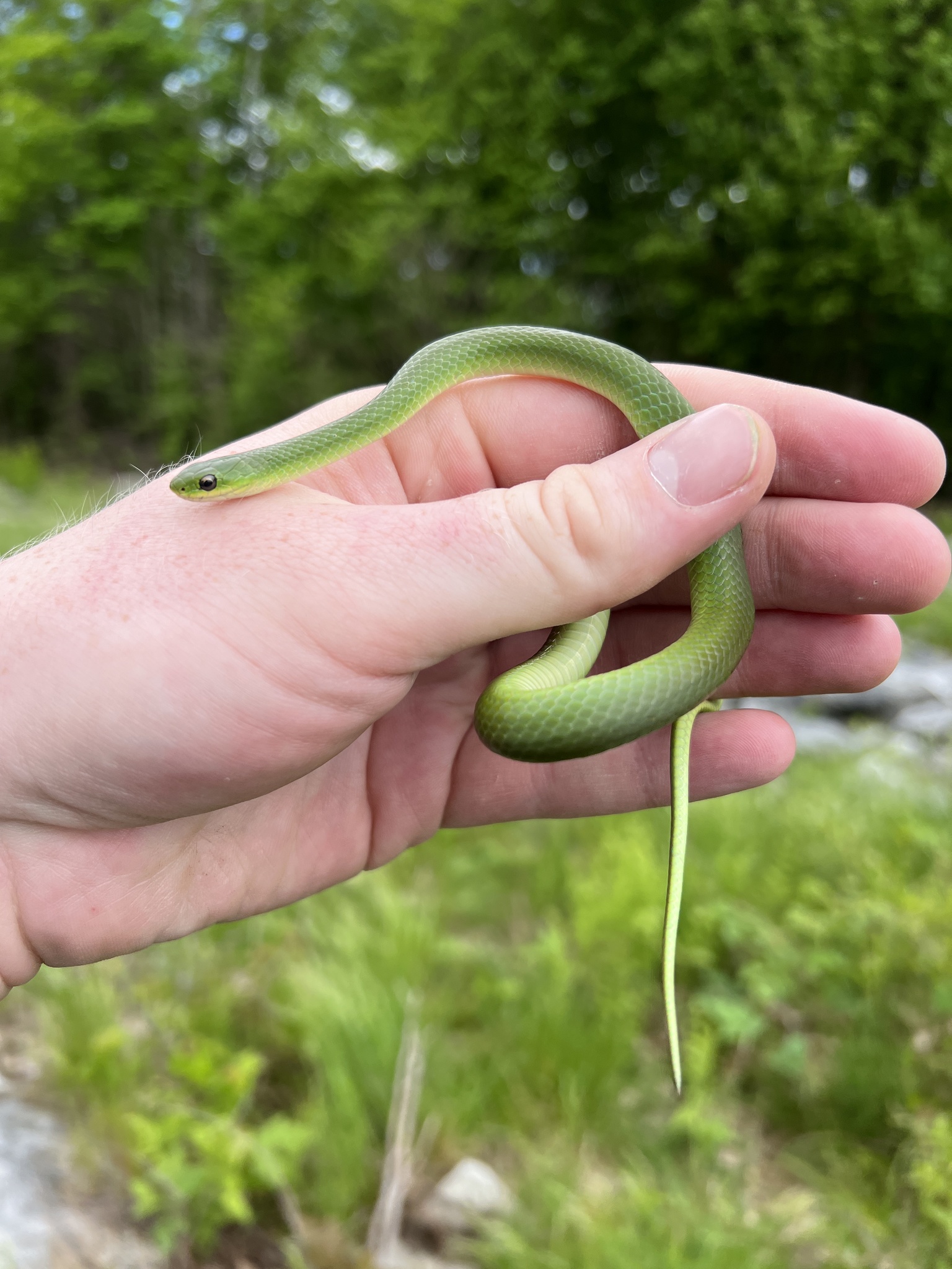 Learn about smooth greensnakes