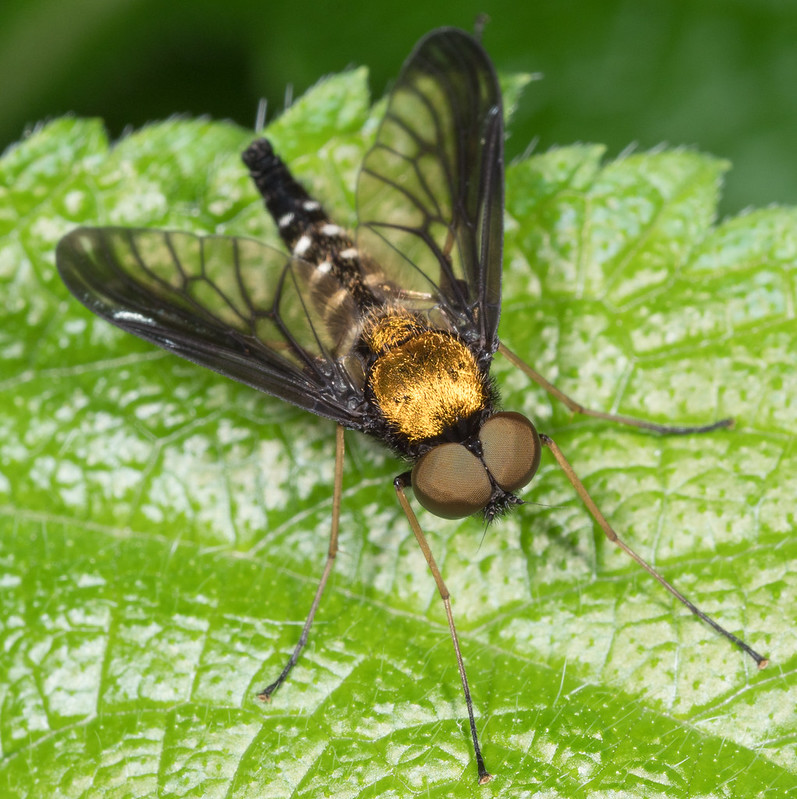 Maryland Biodiversity Project - Golden-backed Snipe Fly