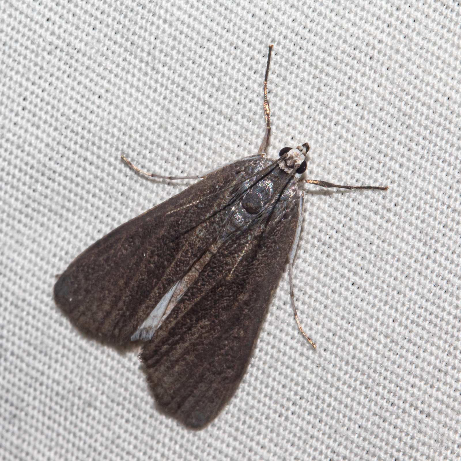 Maryland Biodiversity Project - Polymorphic Pondweed Moth (Parapoynx ...