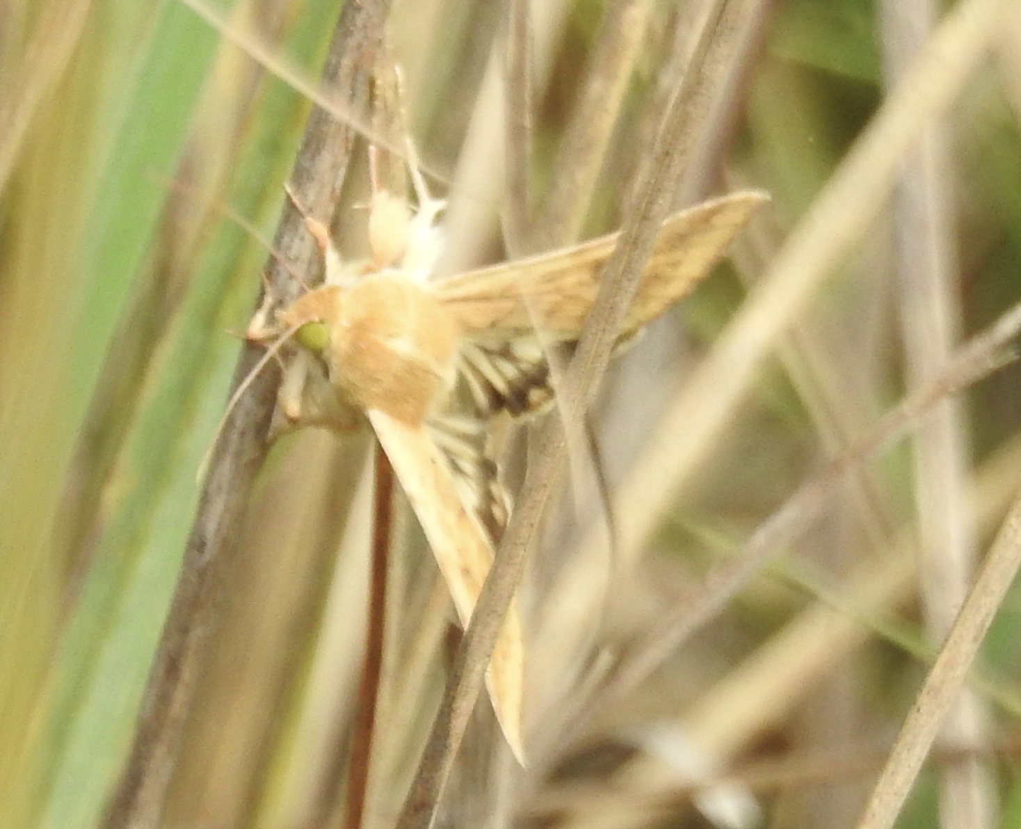 Maryland Biodiversity Project Corn Earworm Moth (Helicoverpa zea)