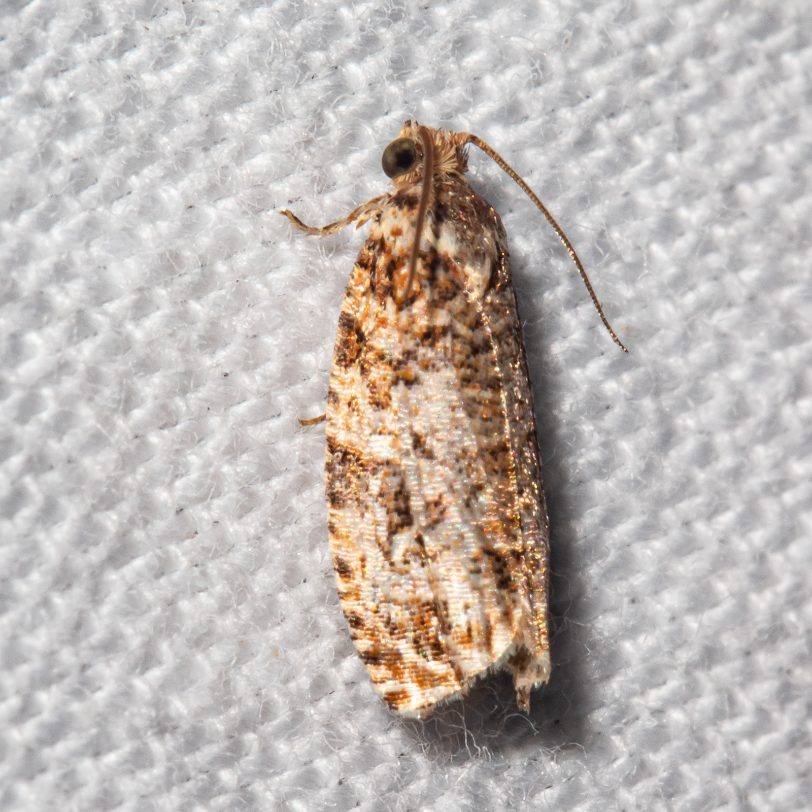 Maryland Biodiversity Project - Labyrinth Moth (Phaecasiophora ...