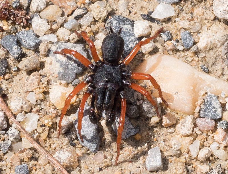 Purseweb Spiders Missouri Department of Conservation