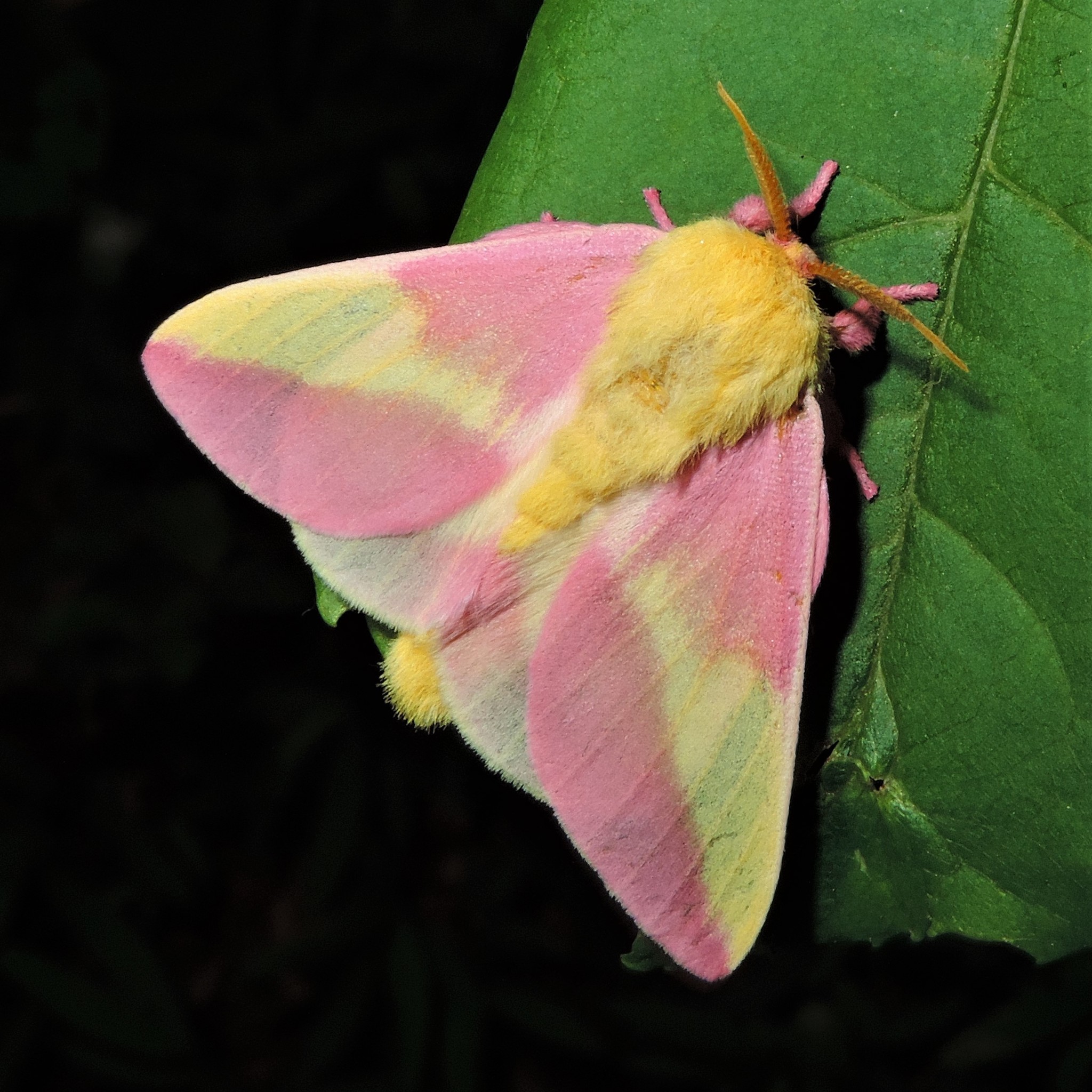 What's better than finding a rosy maple moth? Finding an eclipse of ro, Rosy  Maple Moth