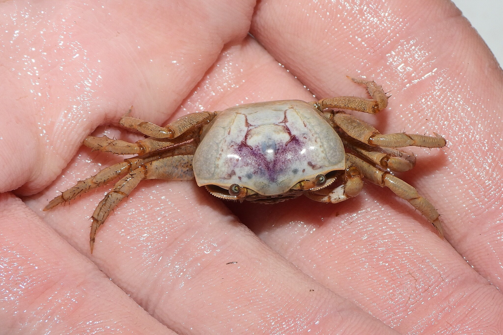 baby fiddler crabs