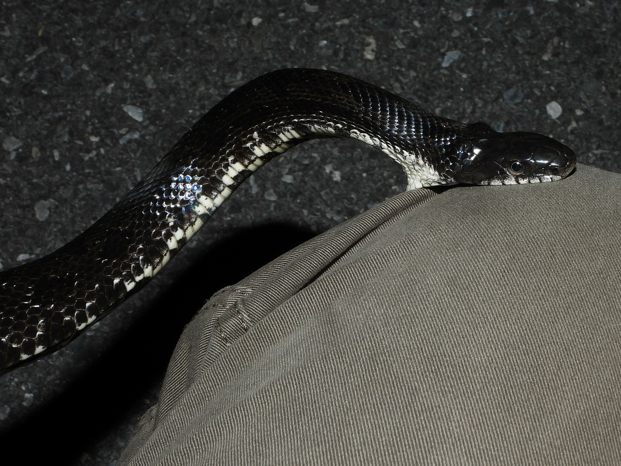 Black Rat Snake  The Maryland Zoo