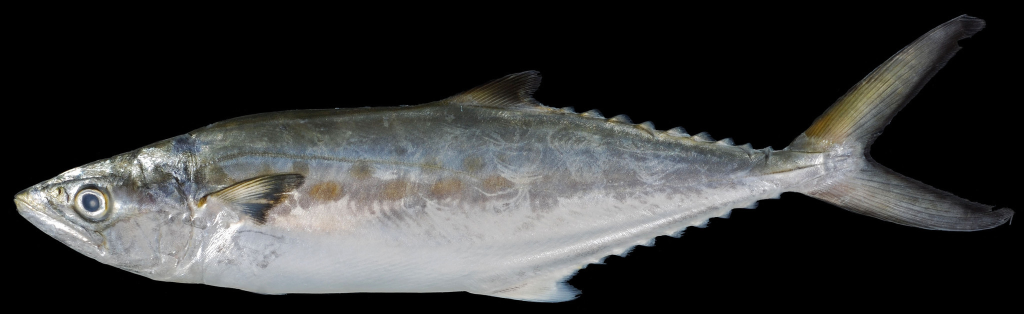Maryland Biodiversity - View Thumbnails - Spanish Mackerel (<em