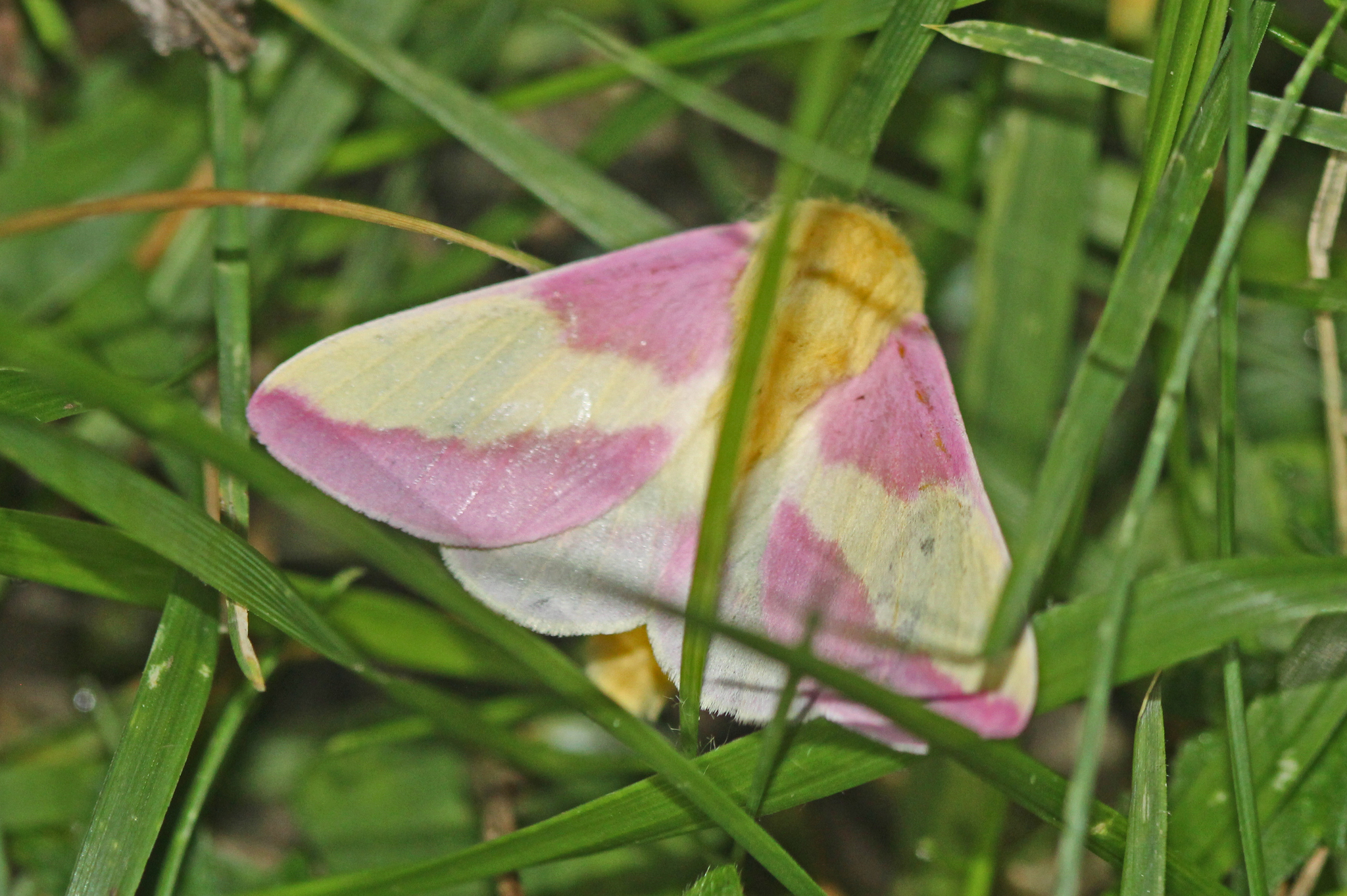 🔥 This Rosy Maple Moth that landed on my finger :D In all of it's  beautiful detail : r/NatureIsFuckingLit