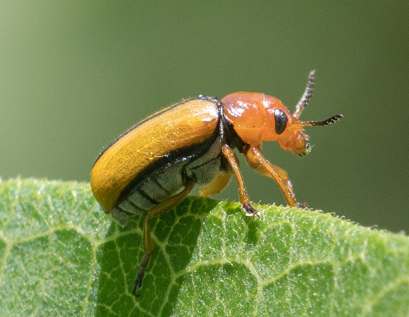 Maryland Biodiversity Project - Clay-colored Leaf Beetle (Anomoea ...