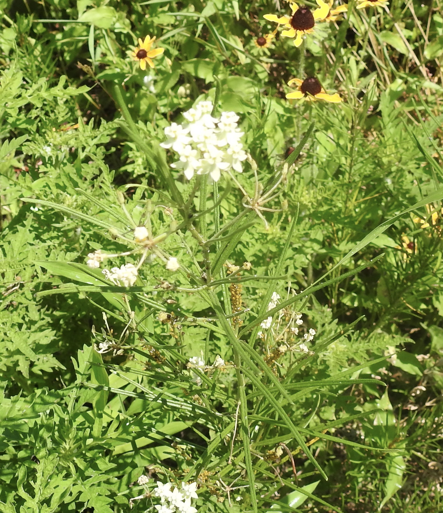 Maryland Biodiversity Project - Whorled Milkweed (Asclepias Verticillata)