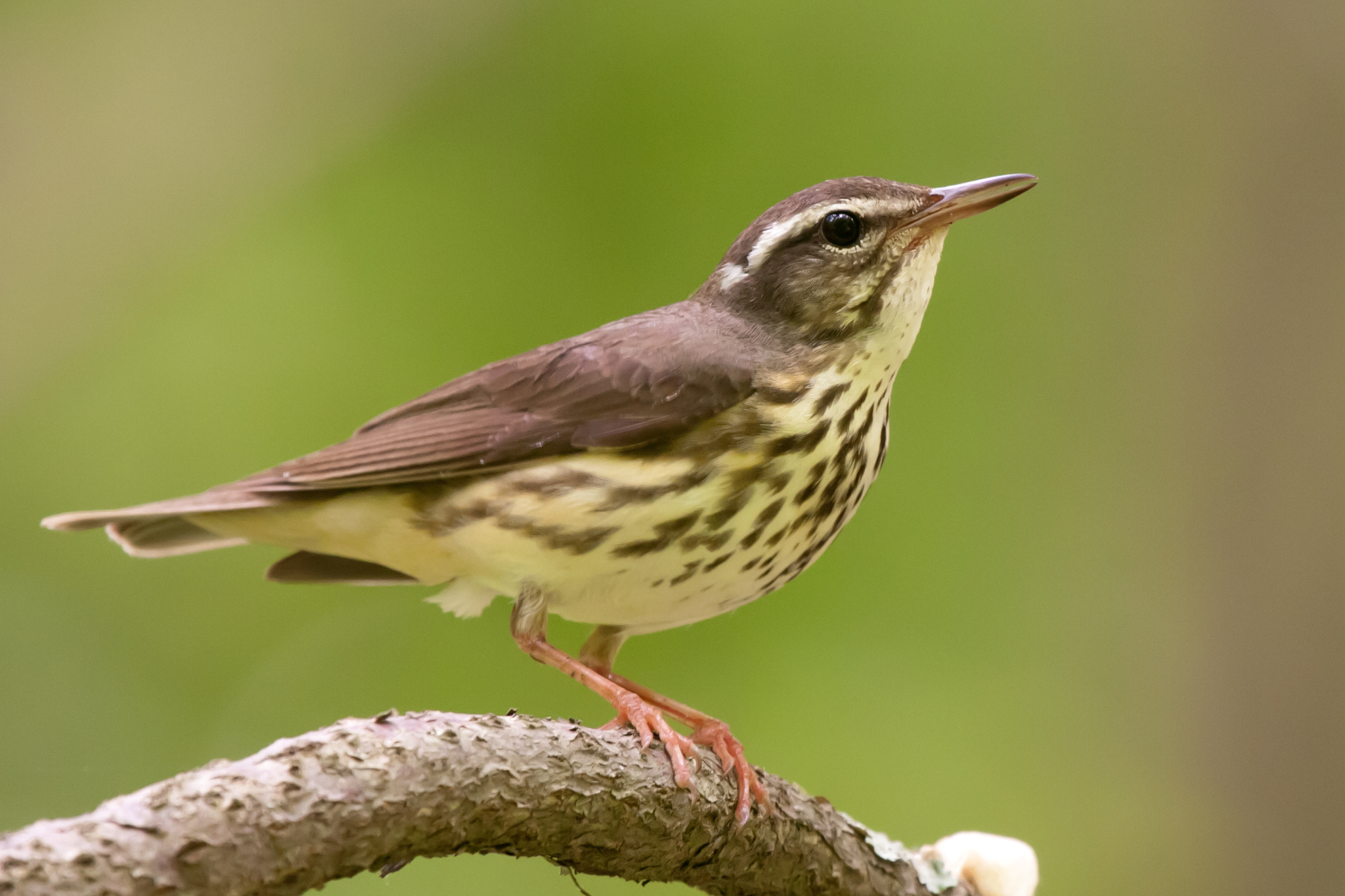 About Louisiana Waterthrush Maryland Biodiversity Project