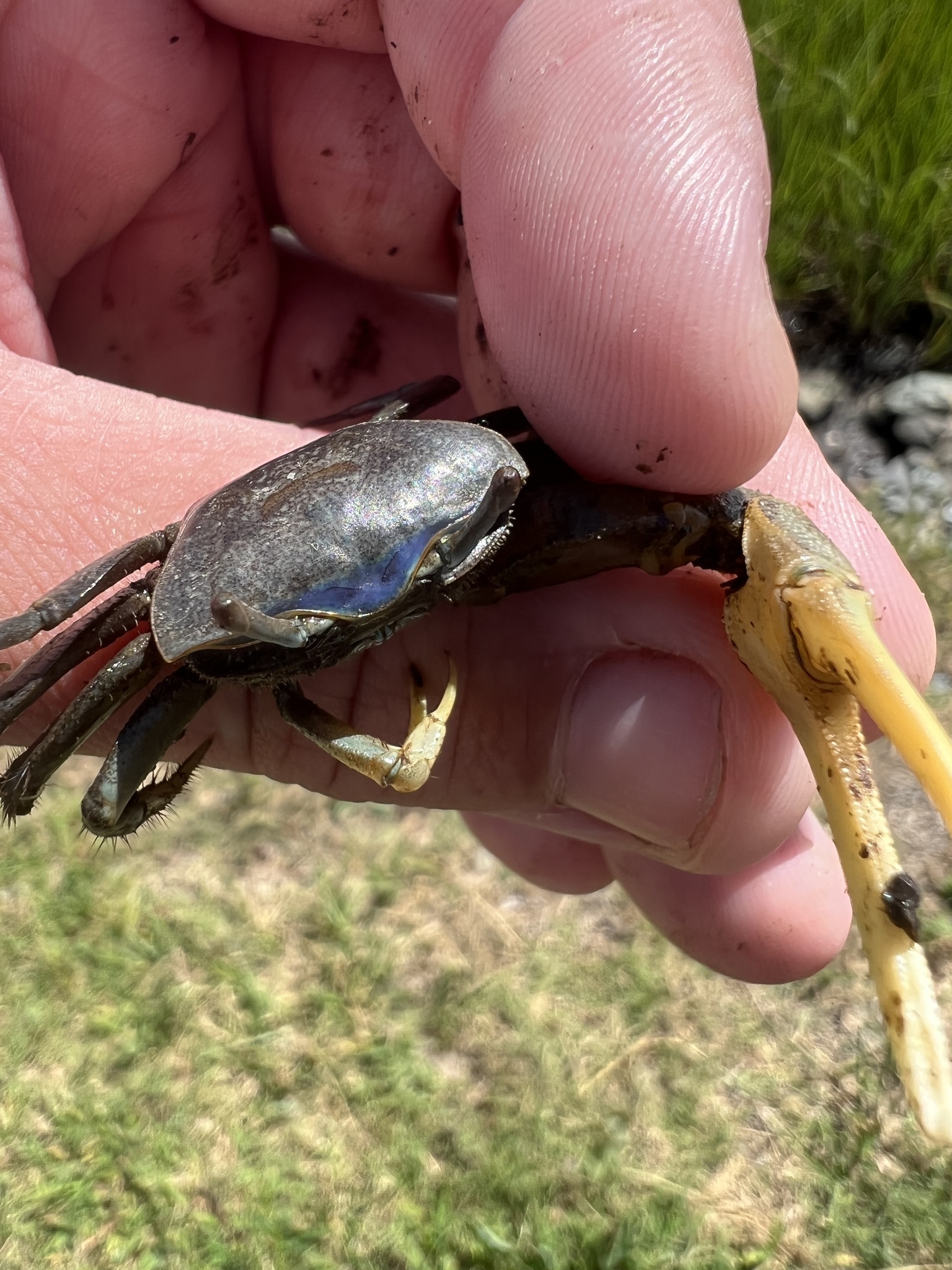 Maryland Biodiversity Project - Atlantic Marsh Fiddler Crab (Minuca pugnax)