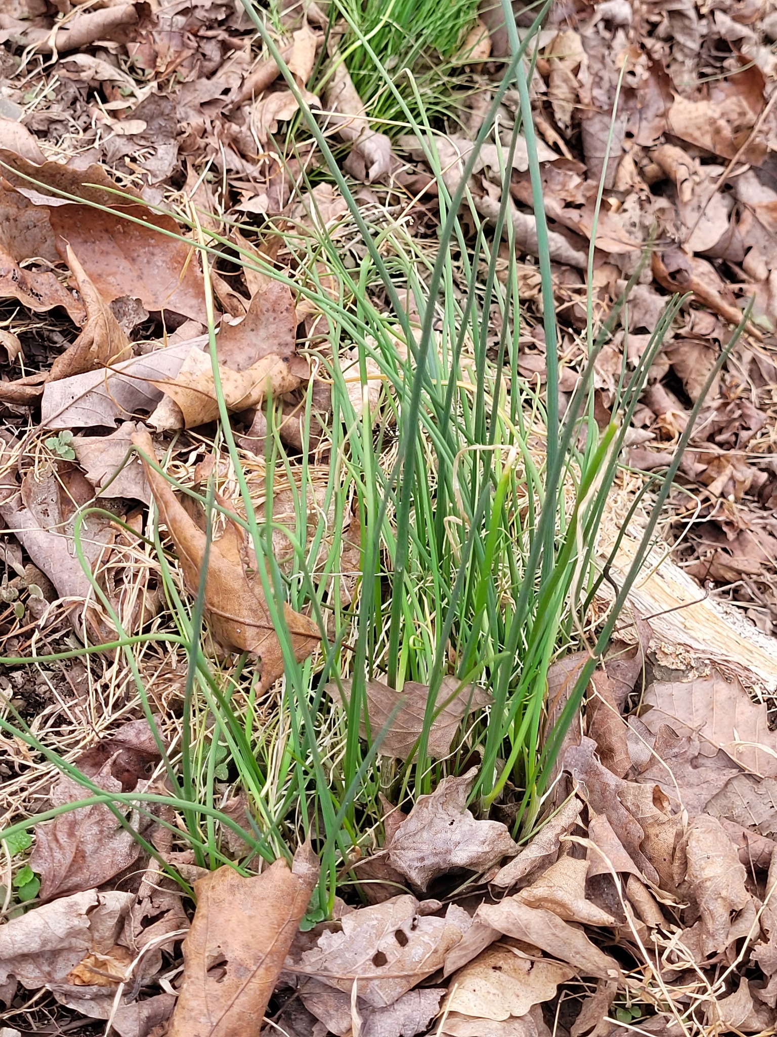 Maryland Biodiversity Project Wild Onion (Allium canadense var