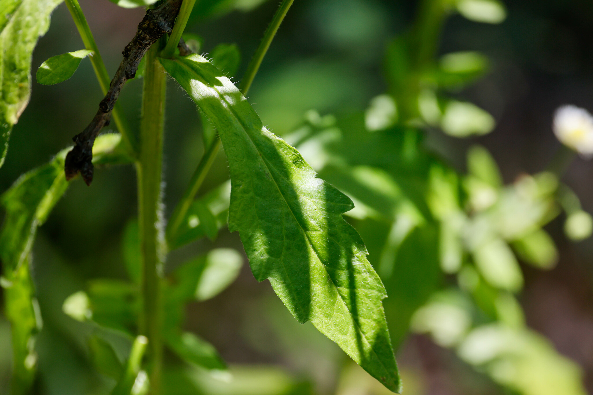 Maryland Biodiversity Project - Record ID: 1073022