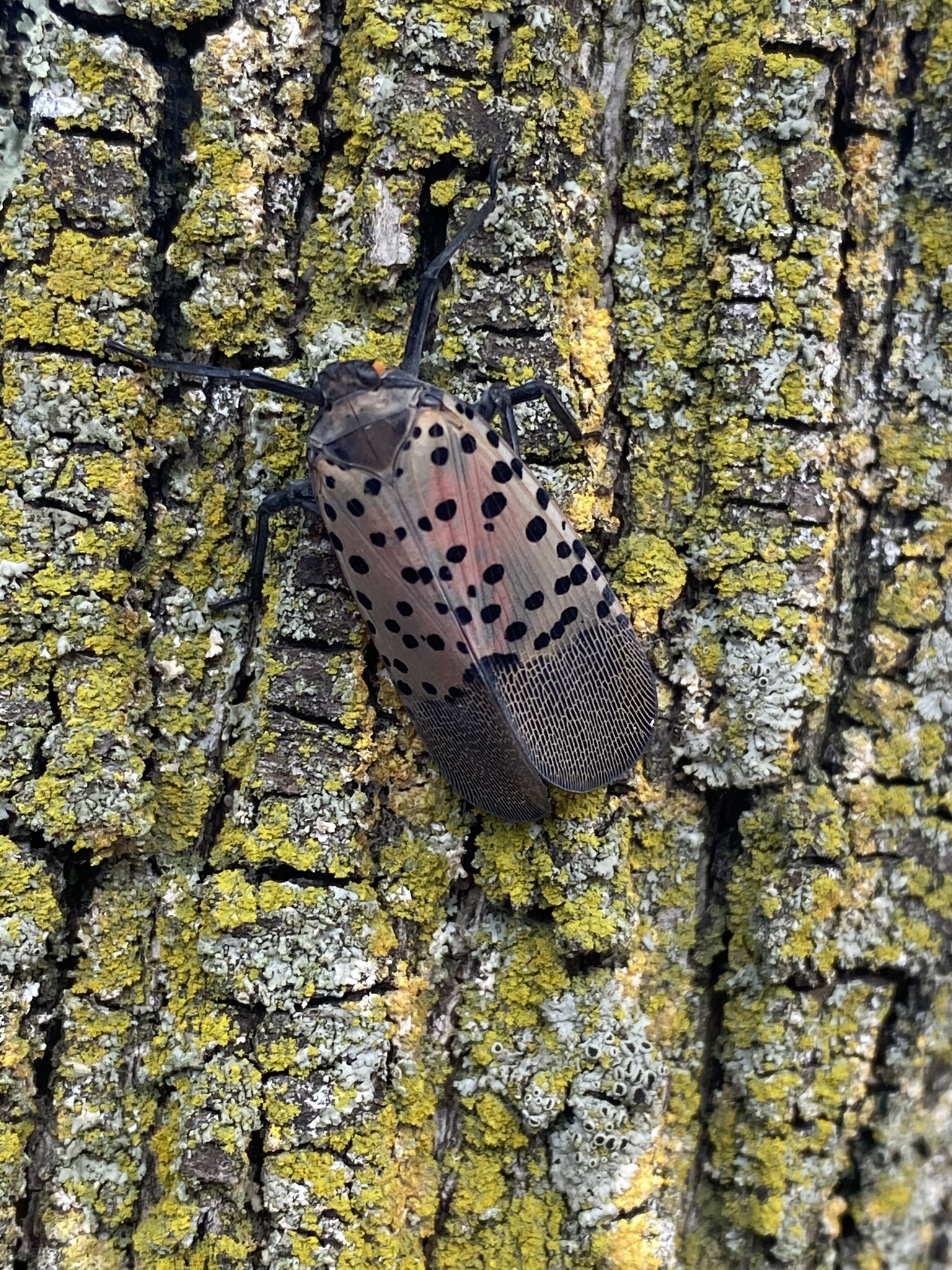 Maryland Biodiversity Project - Record ID: 1001666