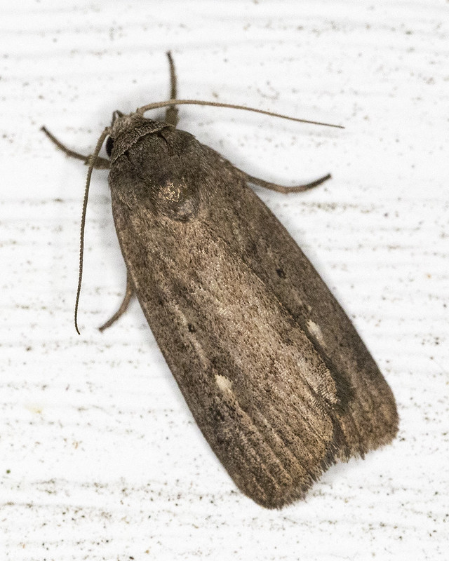 Maryland Biodiversity Project - Miranda Moth (Proxenus miranda)