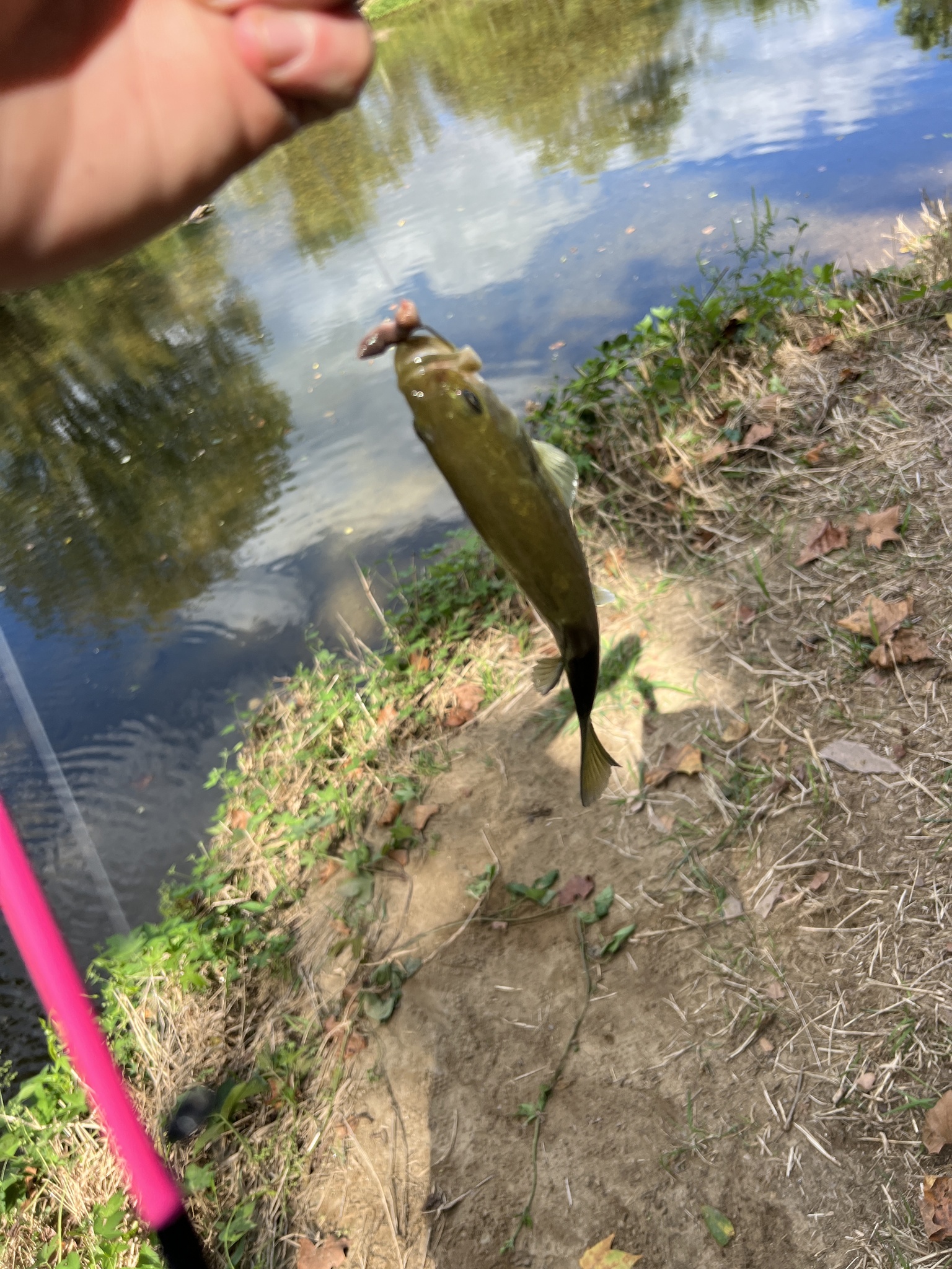 Maryland Biodiversity - View Thumbnails - Largemouth Bass ( Micropterus ...