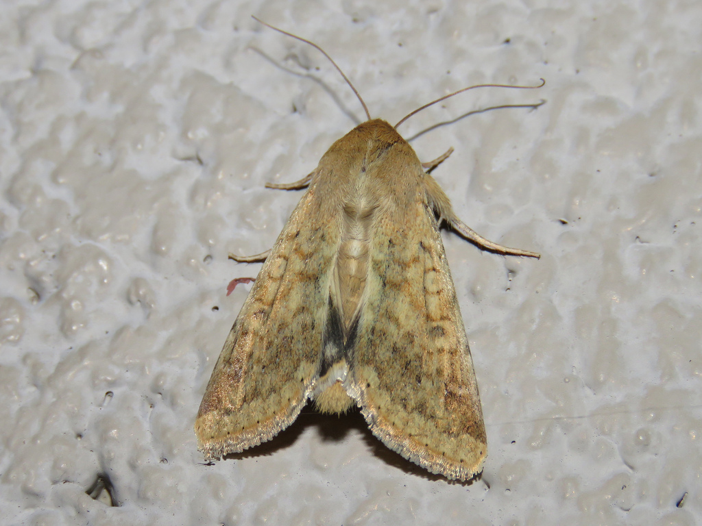 Corn earworm moth catch has really picked up at some Virginia
