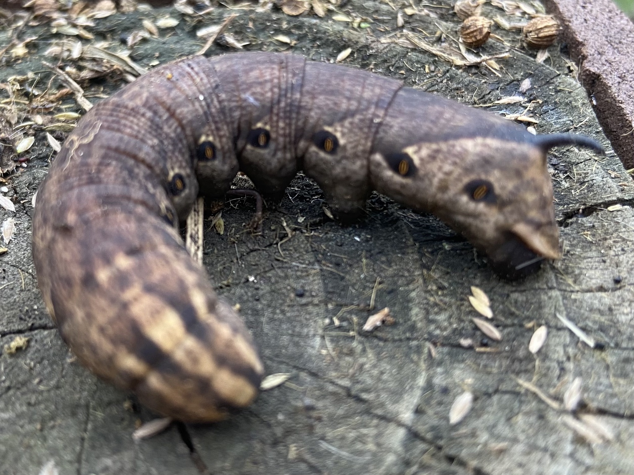 Pink-spotted Hawkmoth