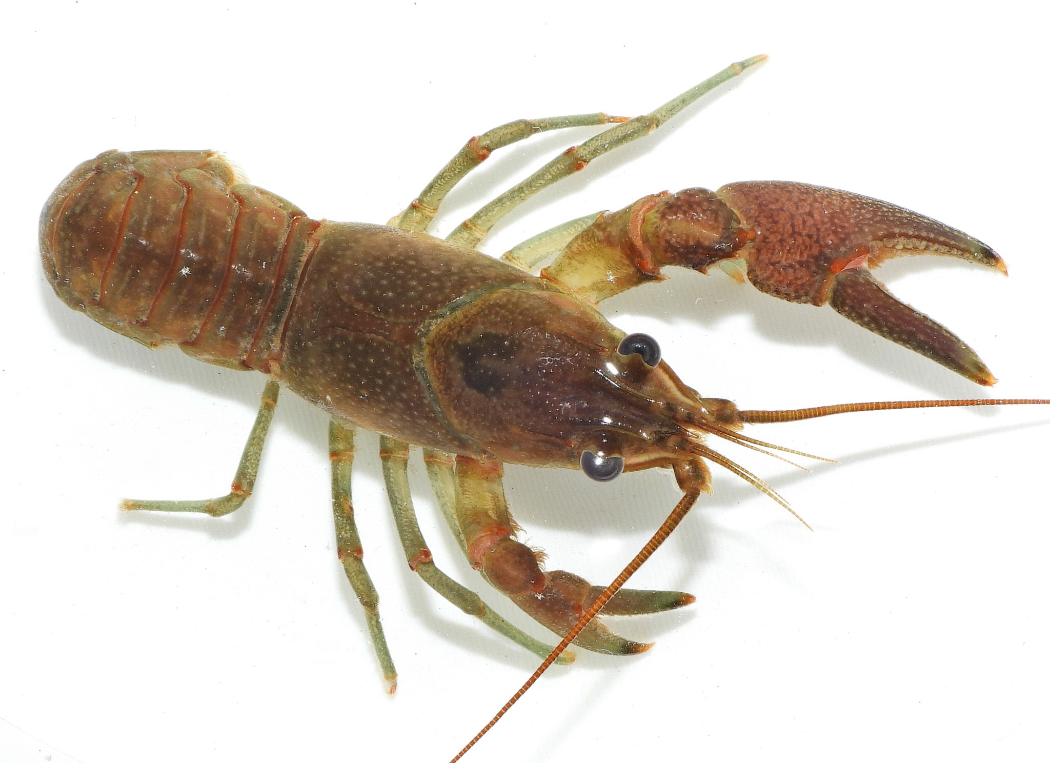 Invasive Crayfish Found In Ashland Canal; Could Be Bad News For