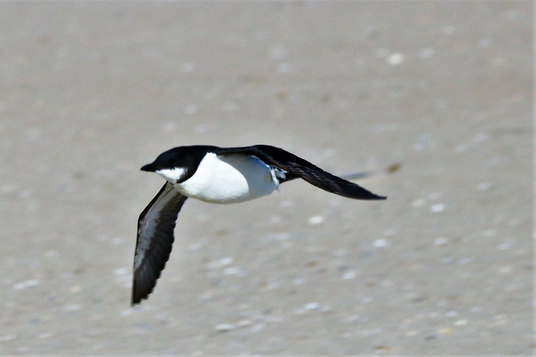 Auks-134