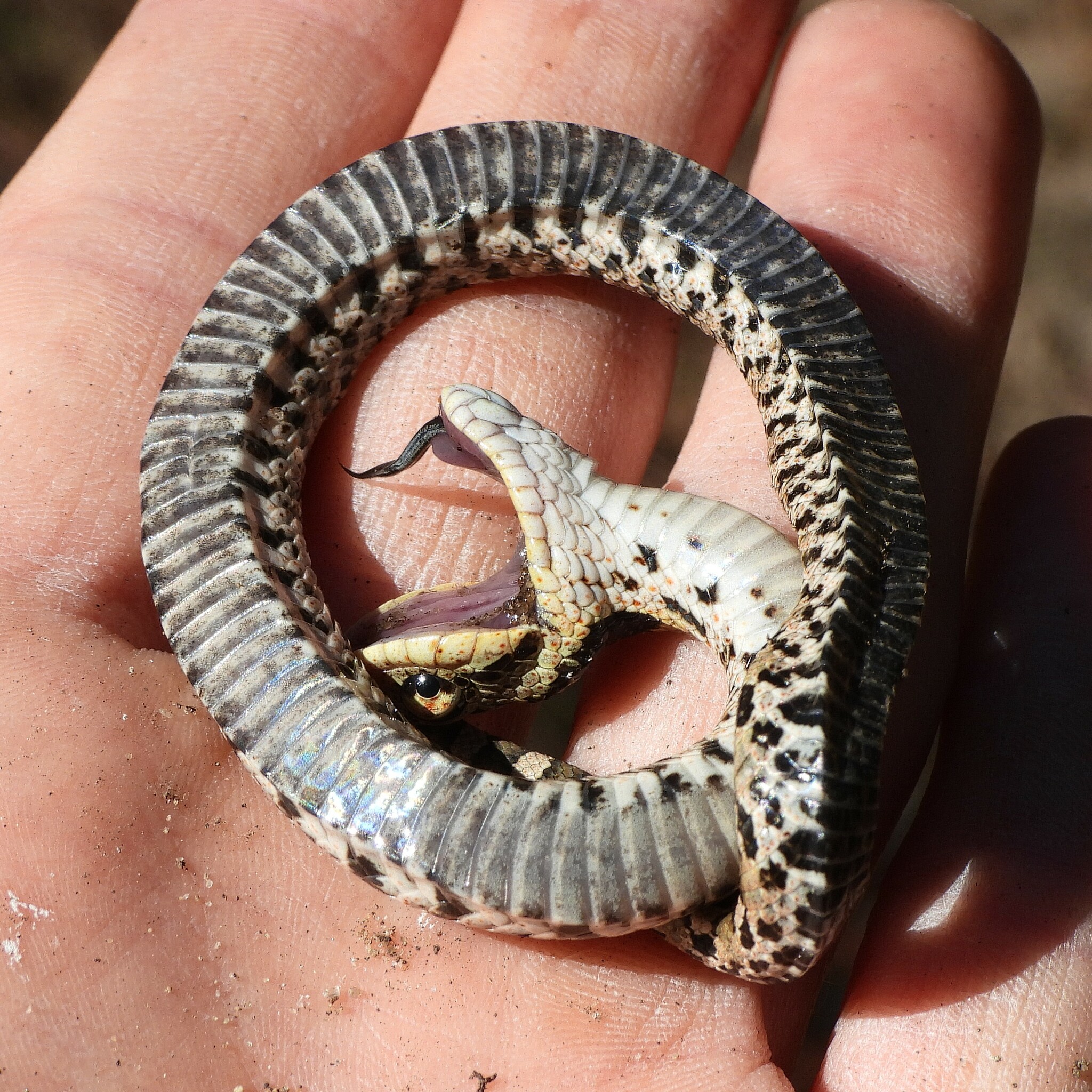 Maryland Biodiversity Project - Eastern Hog-nosed Snake (Heterodon