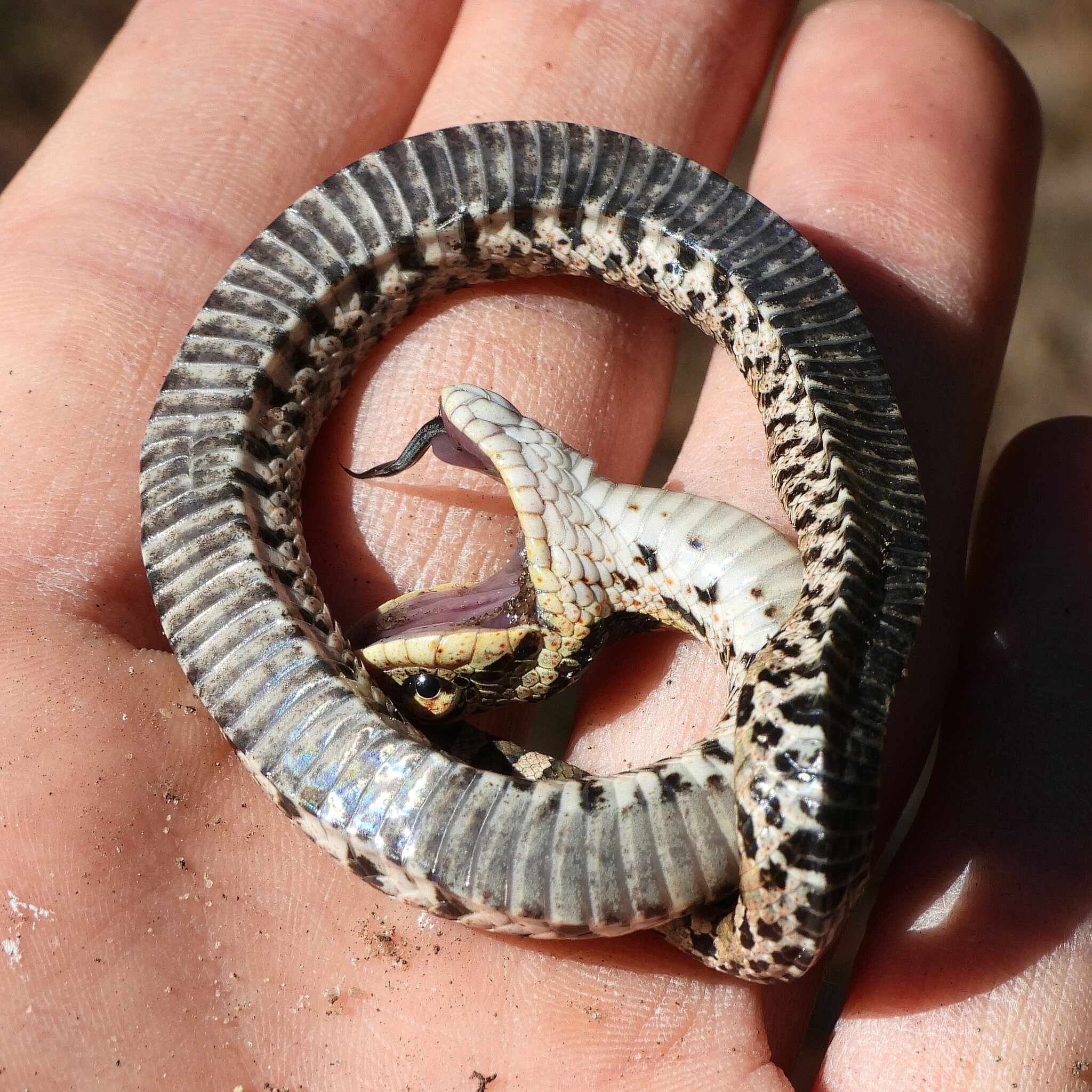 Photograph, Eastern Hognose Snake Playing Dead