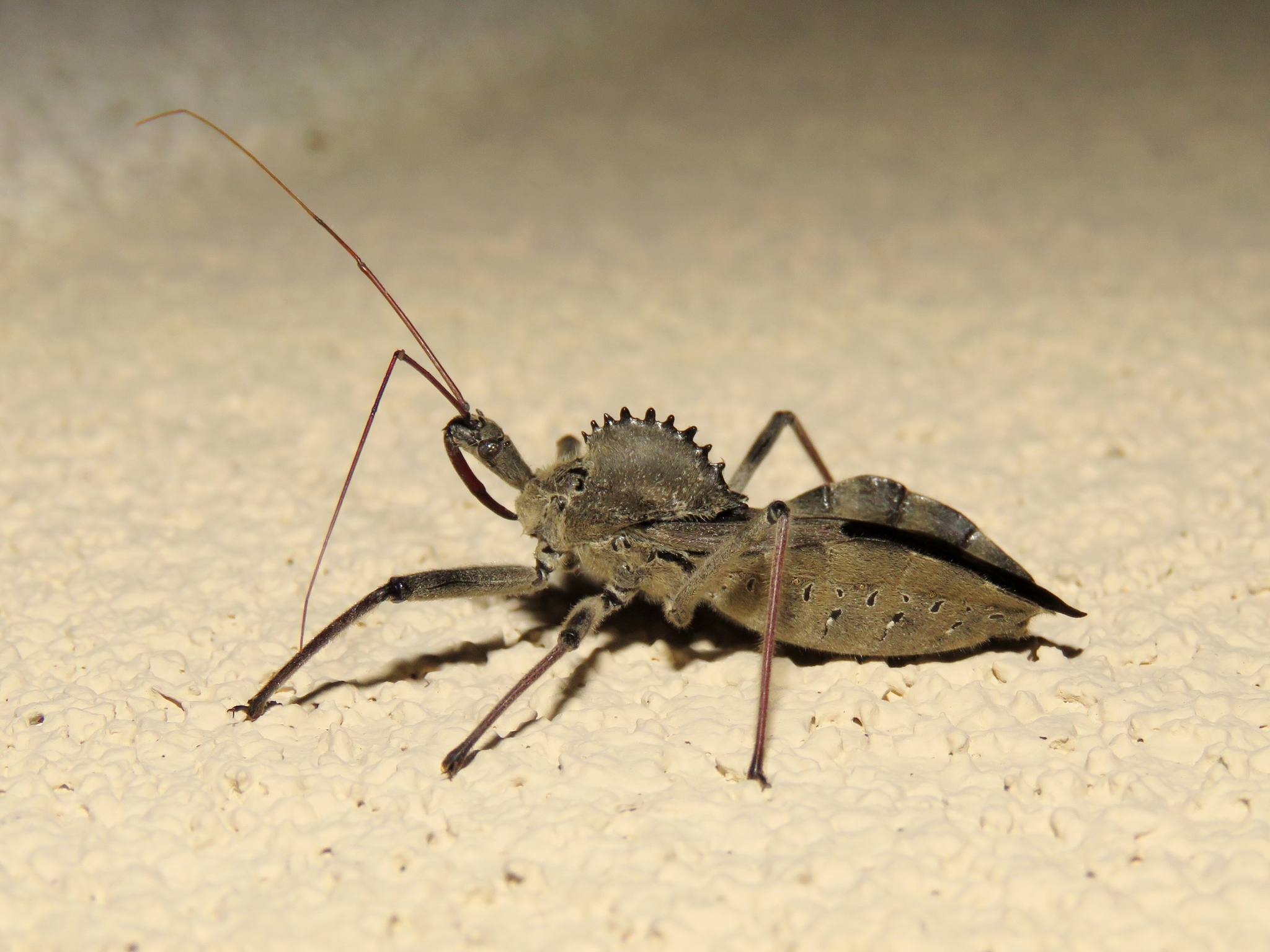 Maryland Biodiversity Project - Wheel Bug (Arilus cristatus)