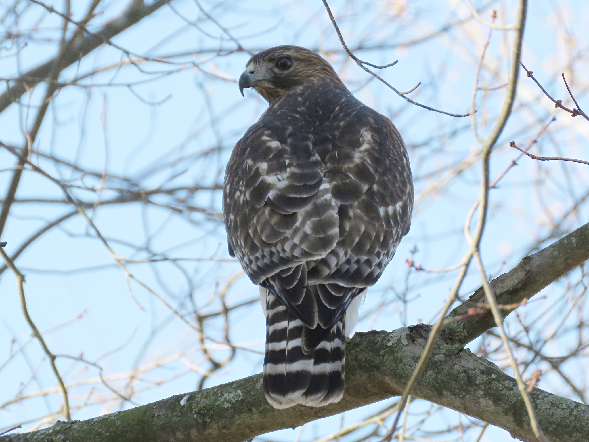 Maryland Biodiversity Project - Red-tailed x Red-shouldered Hawk 