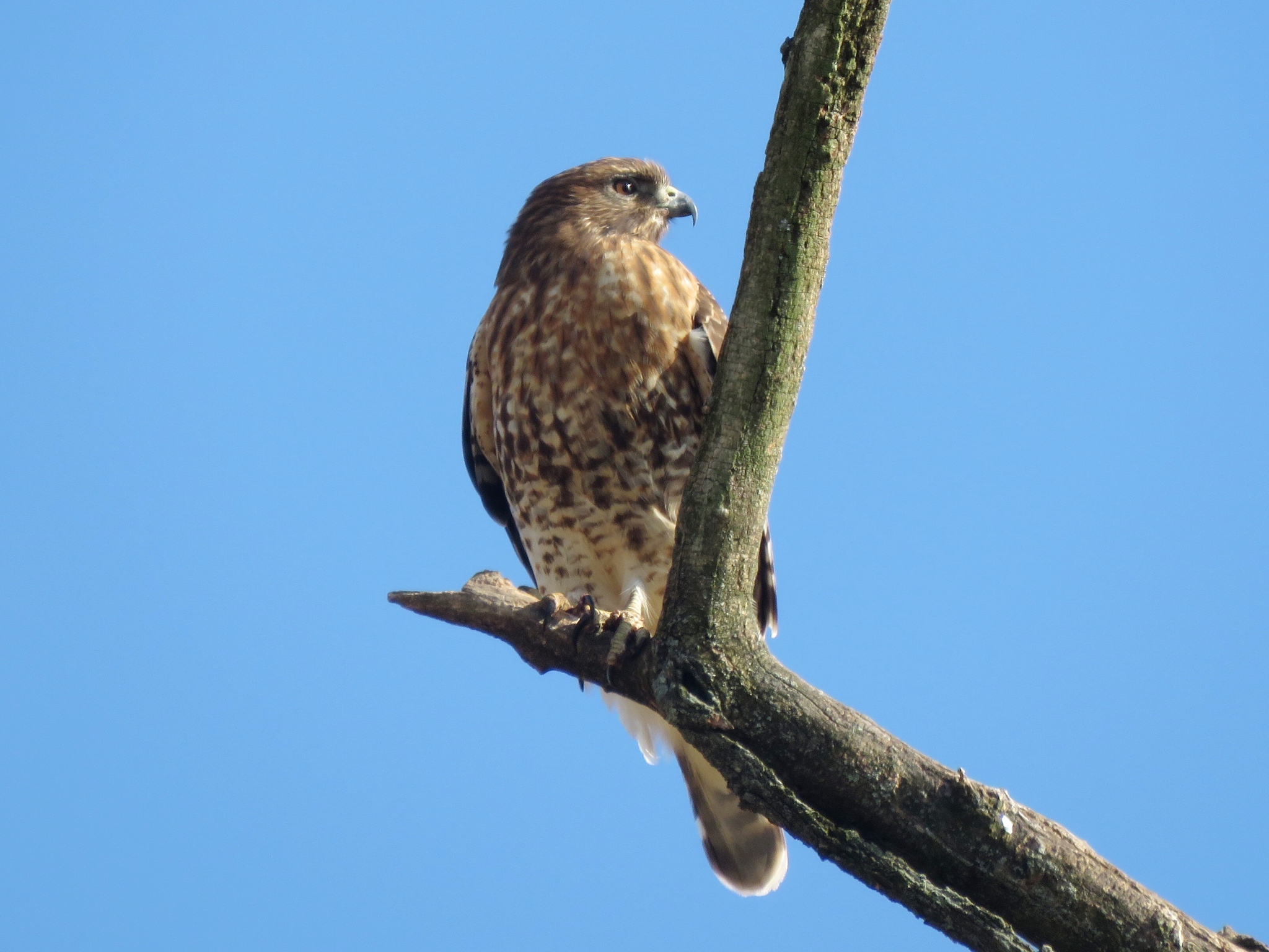 Maryland Biodiversity Project - Red-tailed x Red-shouldered Hawk 