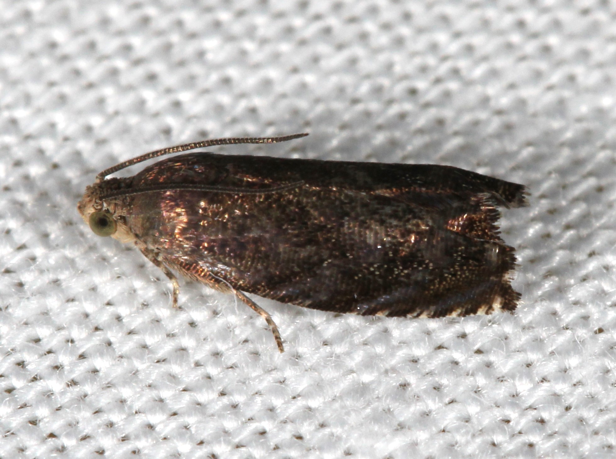 Maryland Biodiversity Project - Hickory Shuckworm Moth (Cydia caryana)