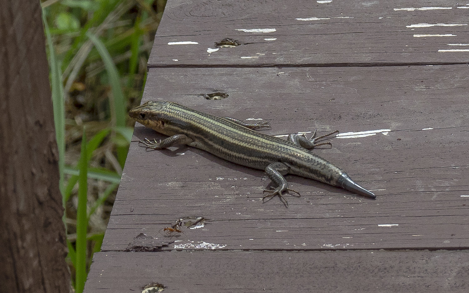 Maryland Biodiversity Project - Common Five-lined Skink (Plestiodon ...