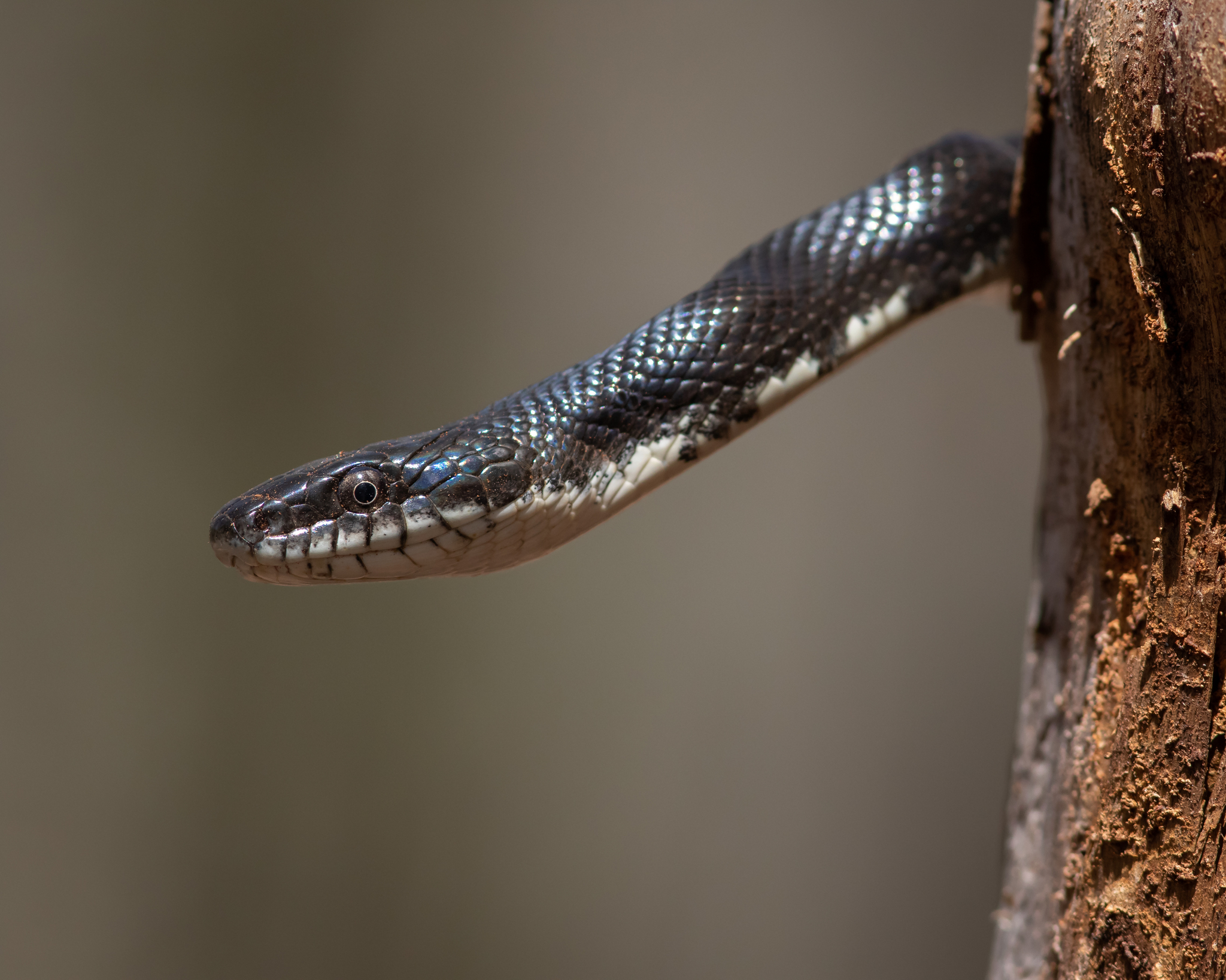 Black Rat Snake  The Maryland Zoo