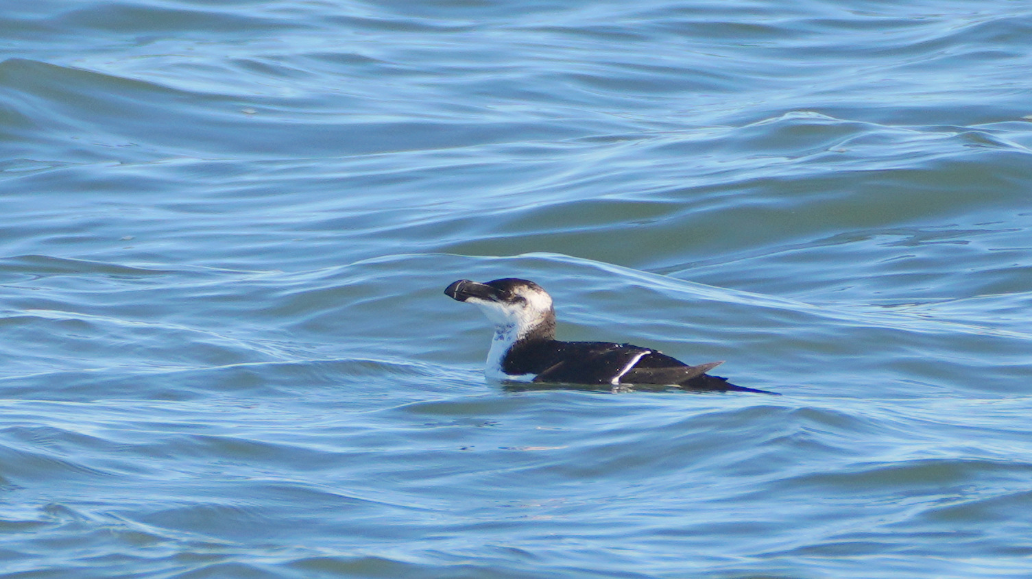 Maryland Biodiversity Project - Record ID: 1073022