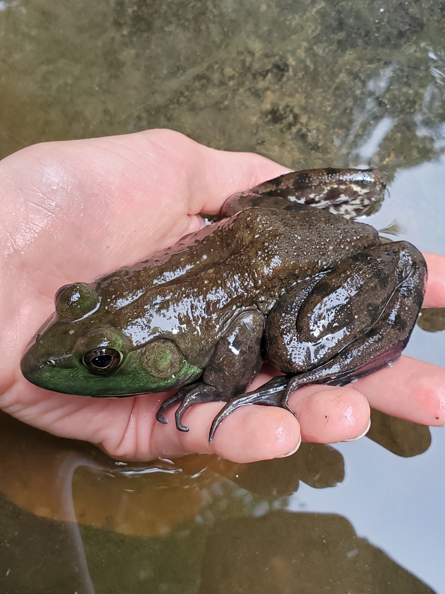 Maryland Biodiversity - View Thumbnails - American Bullfrog (<em