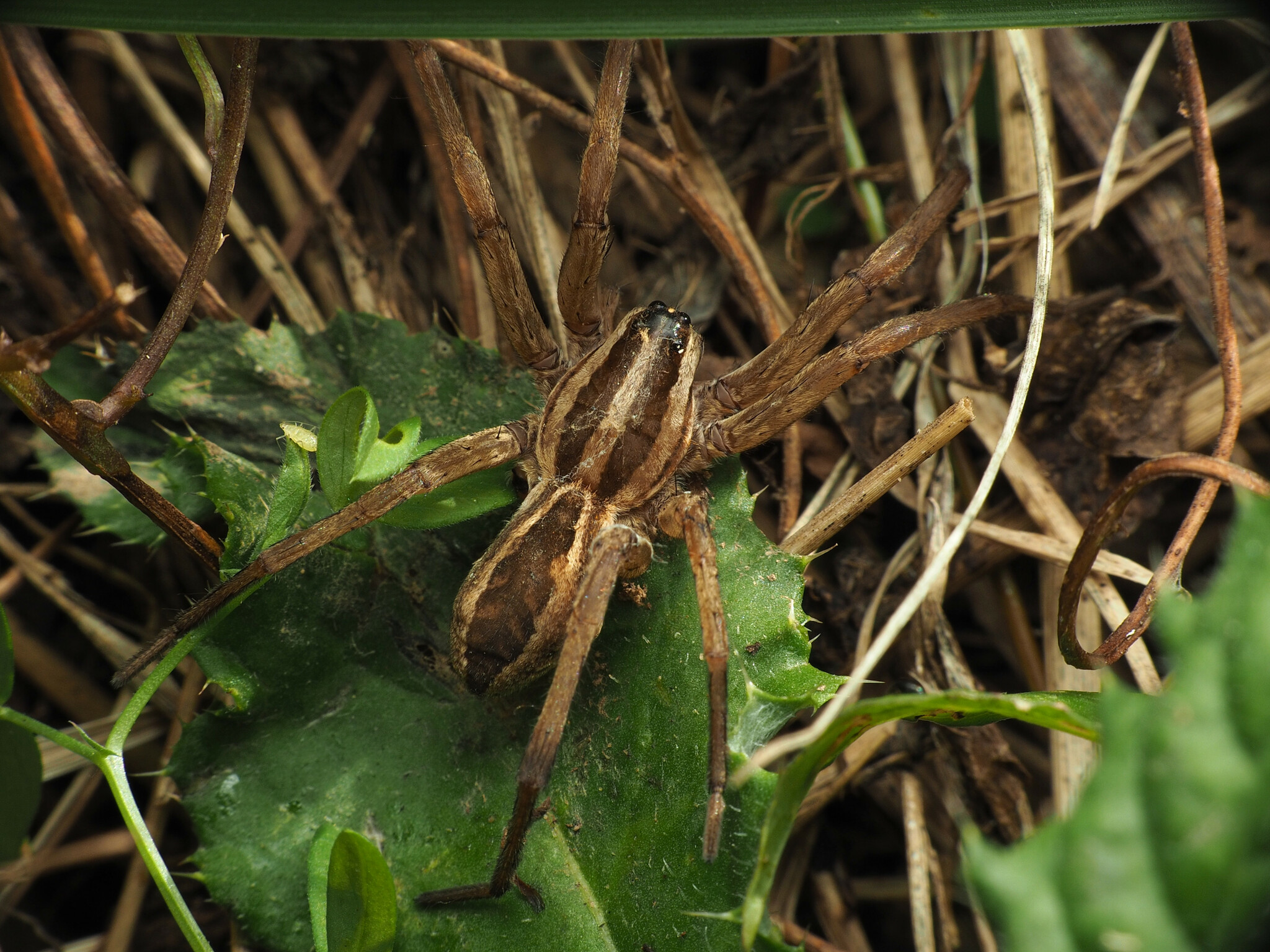 Rabid Wolf Spider (Rabidosa rabida) · iNaturalist
