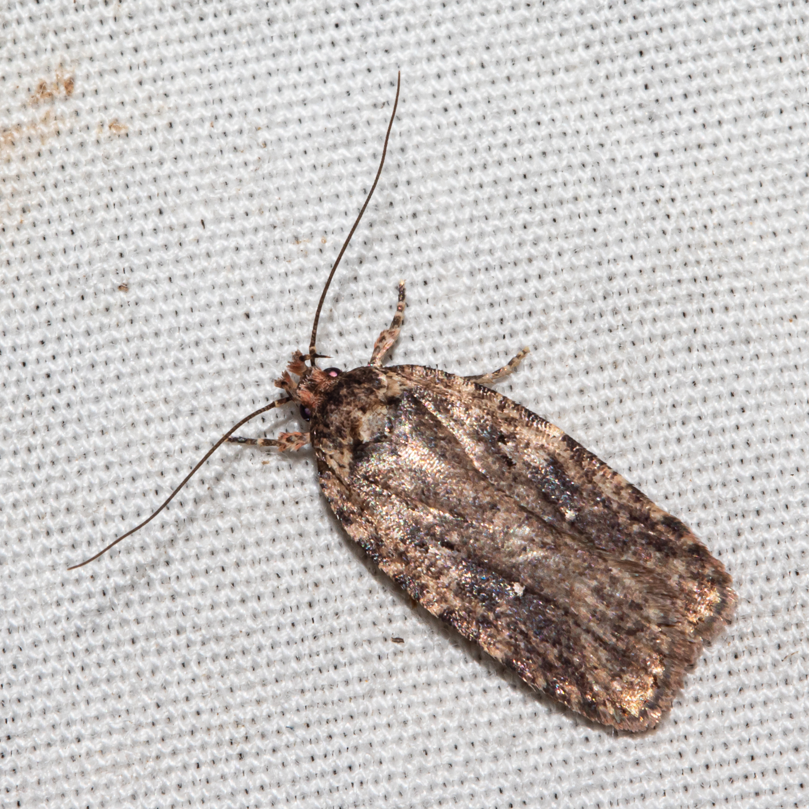 Maryland Biodiversity Project - Agonopterix pulvipennella
