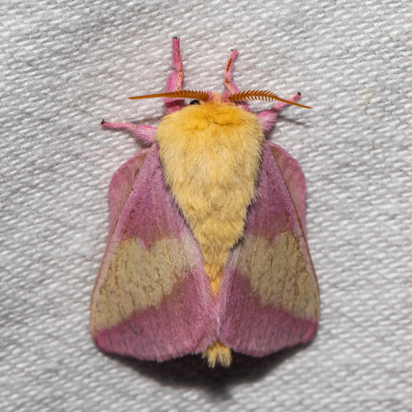 rosy maple moth  The Dragonfly Woman