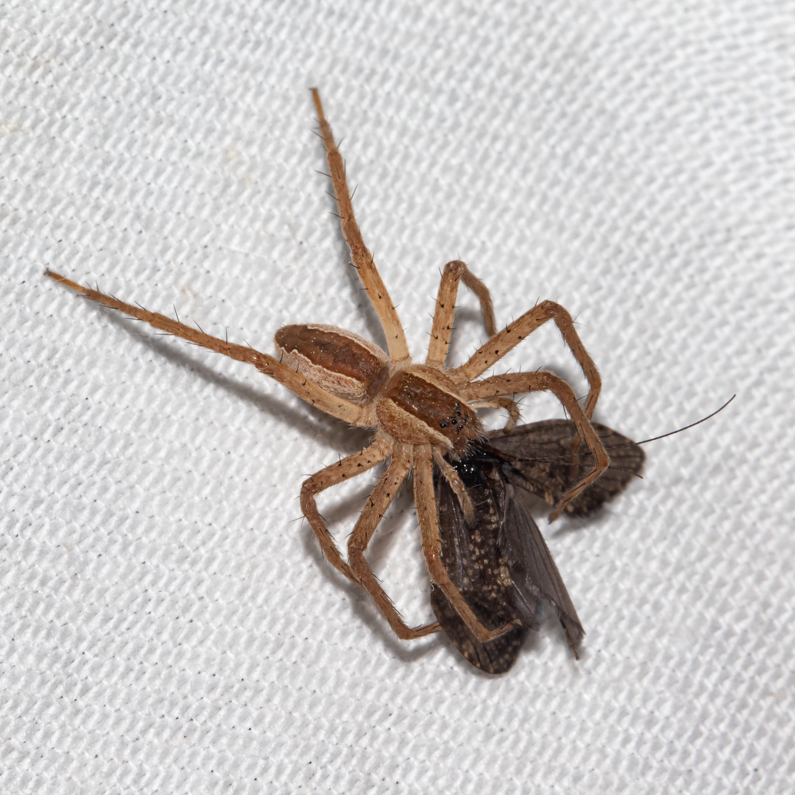 Nursery web spider  The Wildlife Trusts