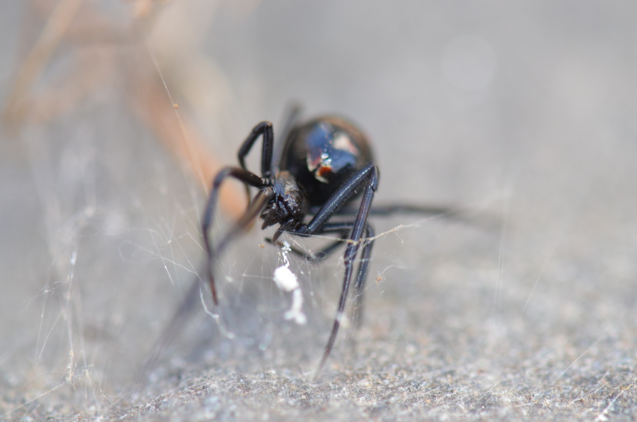 Southern Black Widow (Latrodectus mactans) · iNaturalist