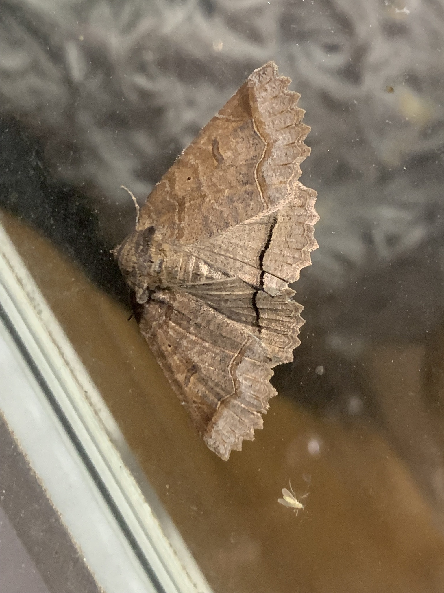 Maryland adventure babe