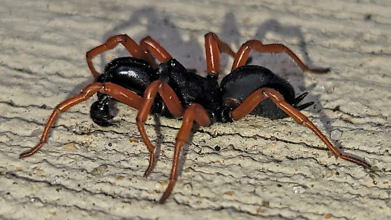 Purseweb Spiders  Missouri Department of Conservation