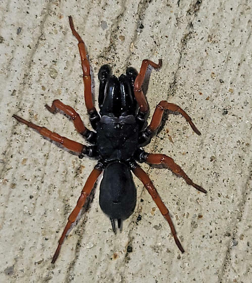 Purseweb Spiders  Missouri Department of Conservation