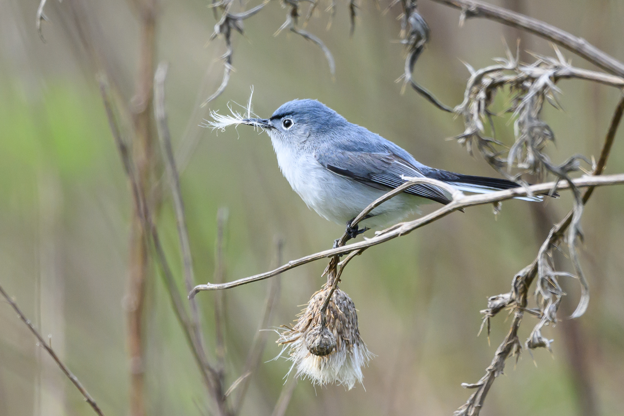 Blue-Gray Gnatcatcher  Missouri Department of Conservation