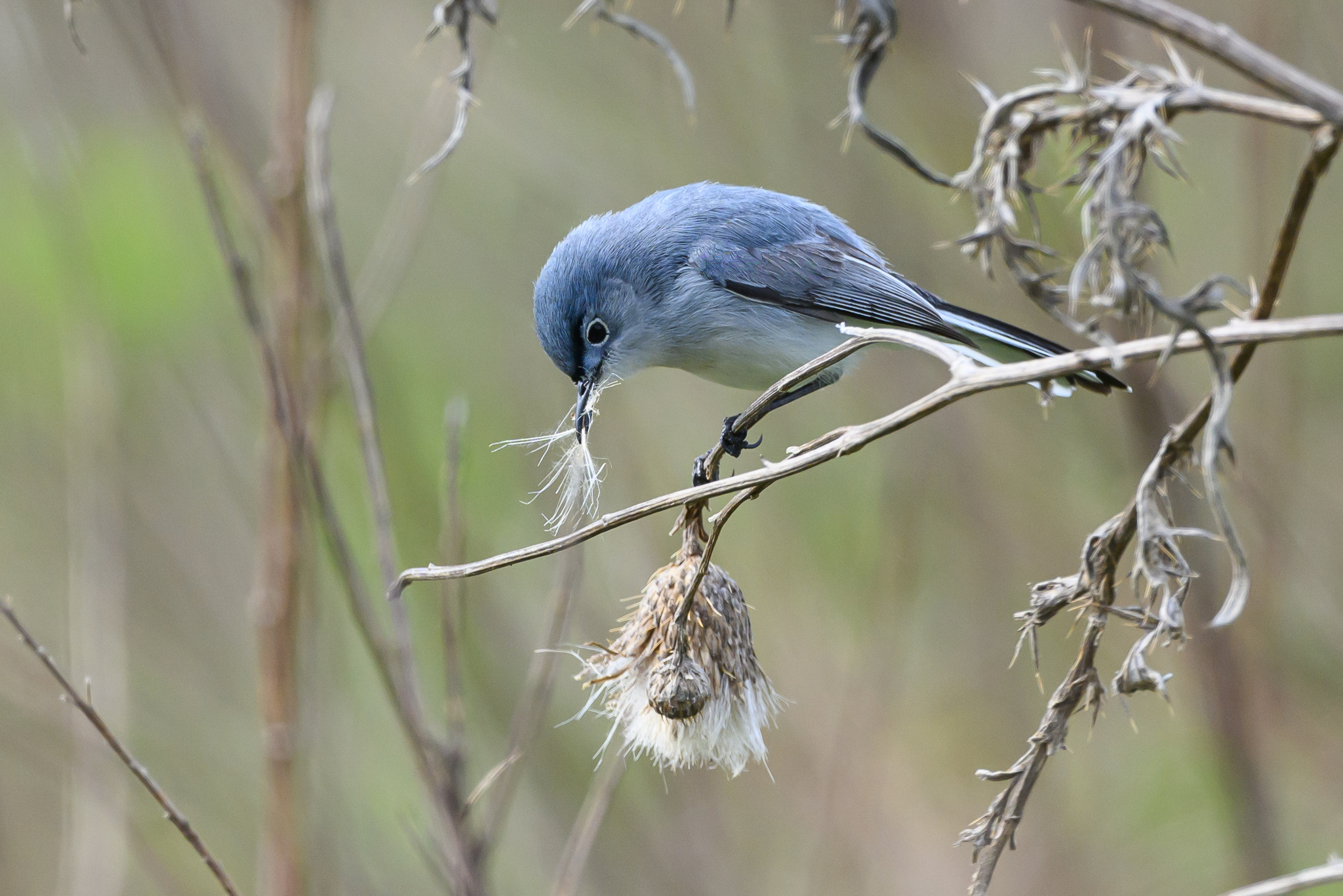 Blue Gray Gnatcatcher Bird Facts  Polioptila caerulea - A-Z Animals
