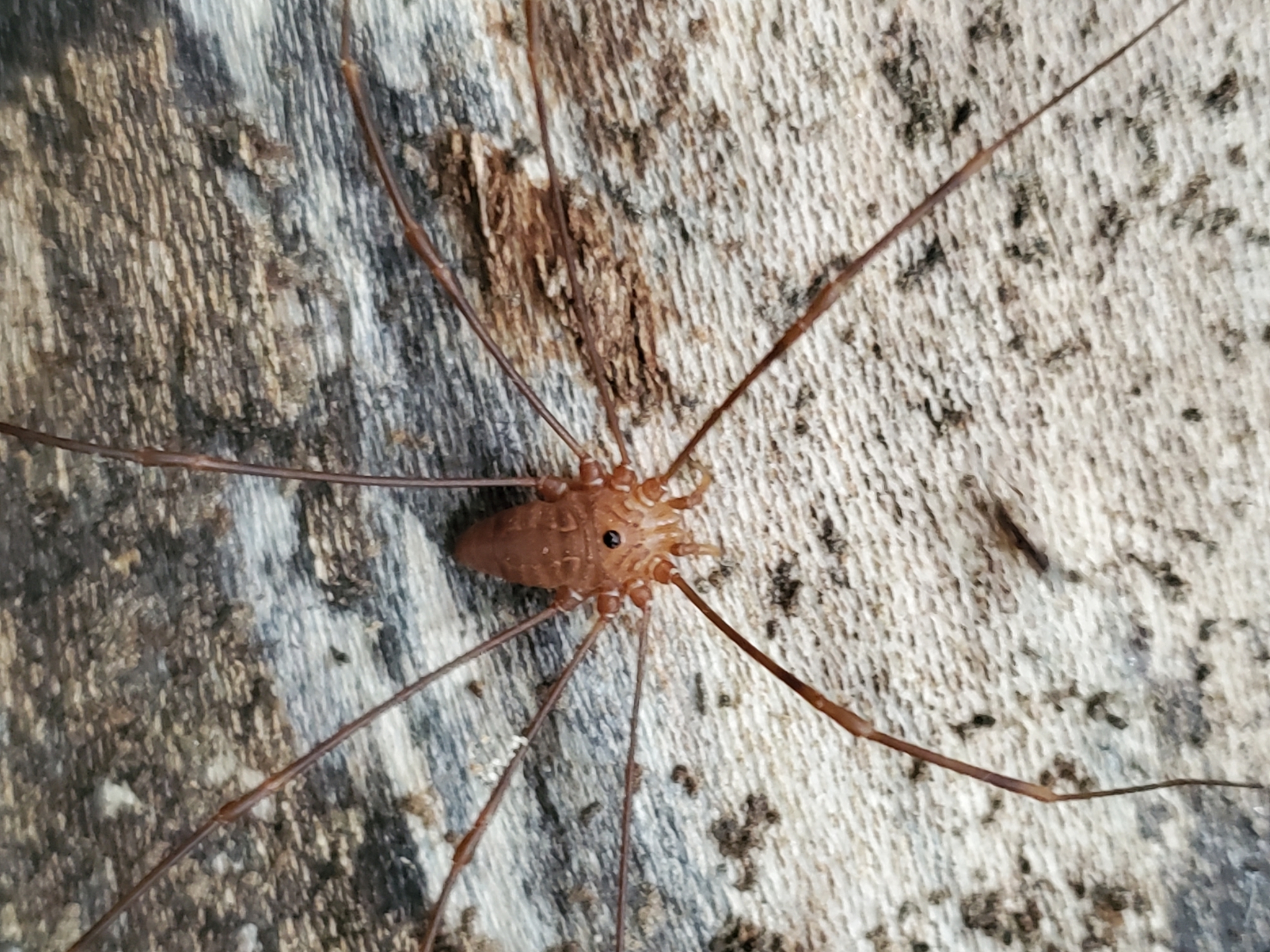 Maryland Biodiversity Project - Leiobunum vittatum