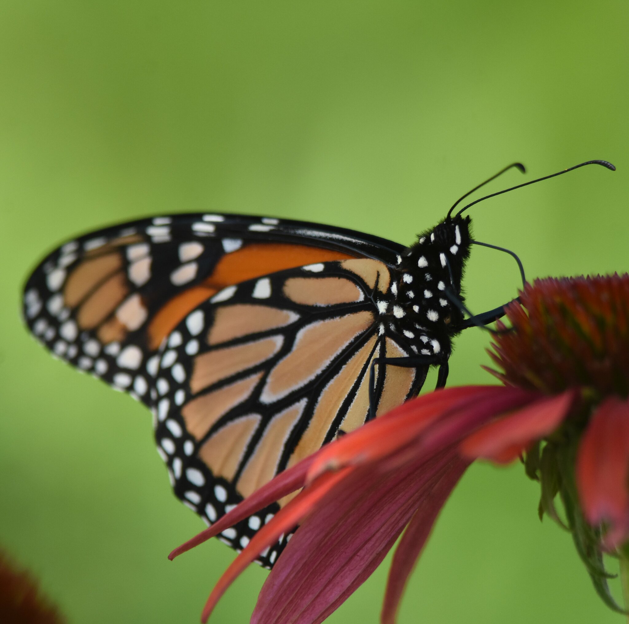 maryland-biodiversity-project-record-id-1136768