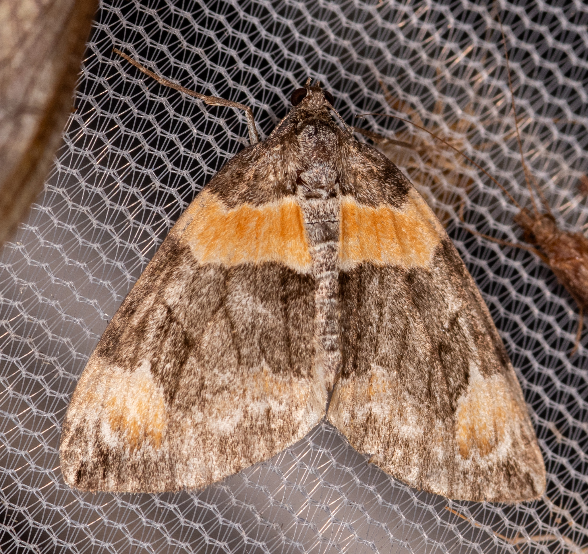 Orange-barred Carpet Moth