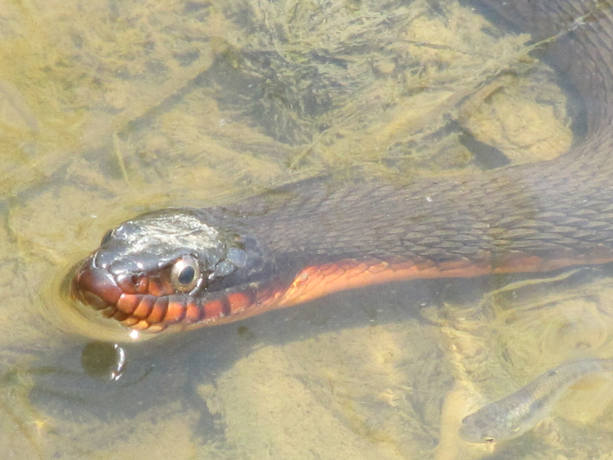 Red-bellied Watersnake - Georgia Wildlife Federation